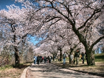 Spring in Queen's Park Spring in Queen's Park
